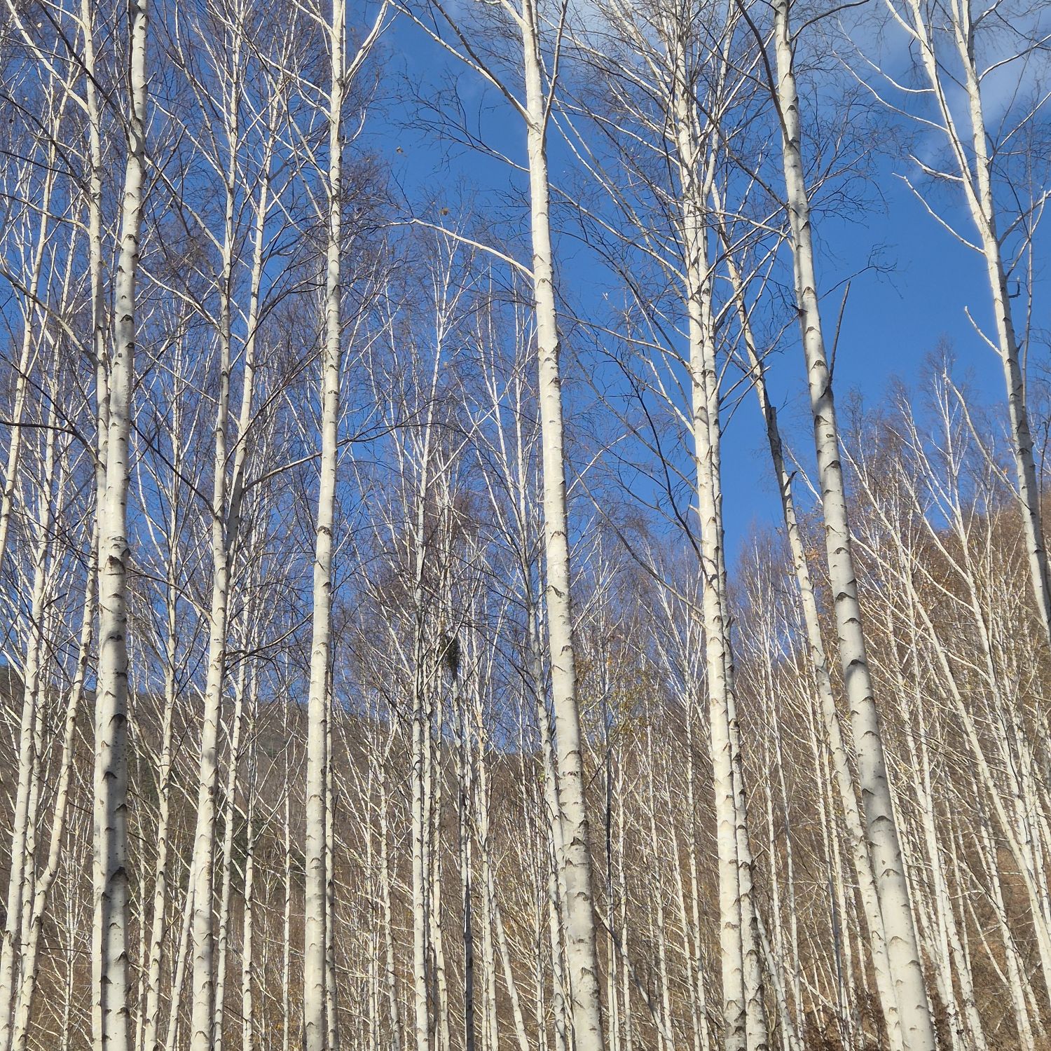 WOODZ粉丝拍下的瞬间