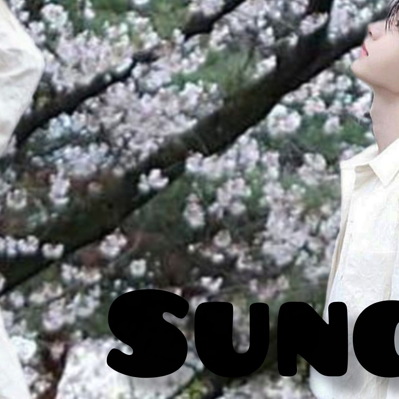 A moment captured by Sunghoon (ENHYPEN)'s fan