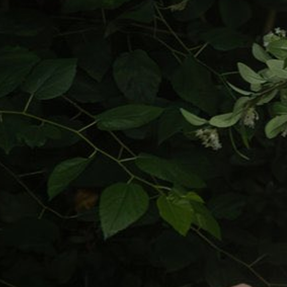 Recent activity shot of Choerry (ARTMS)