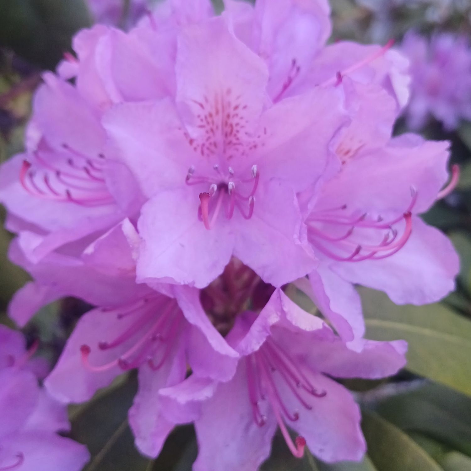 리사 (BLACKPINK) 팬이 찍은 순간