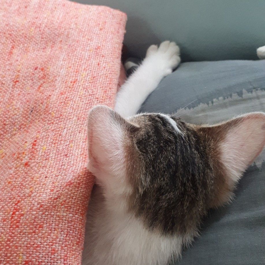 A moment captured by BTS's fan