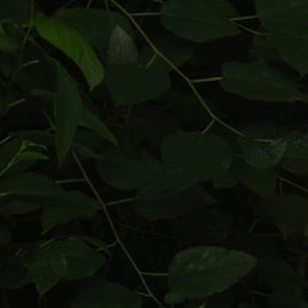 Latest photo of Choerry (ARTMS)