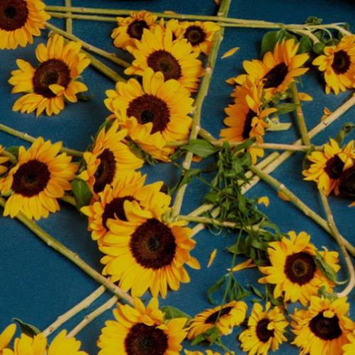 A moment captured by LUCY's fan