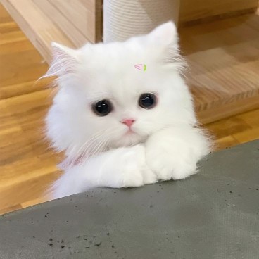 Latest photo of Board