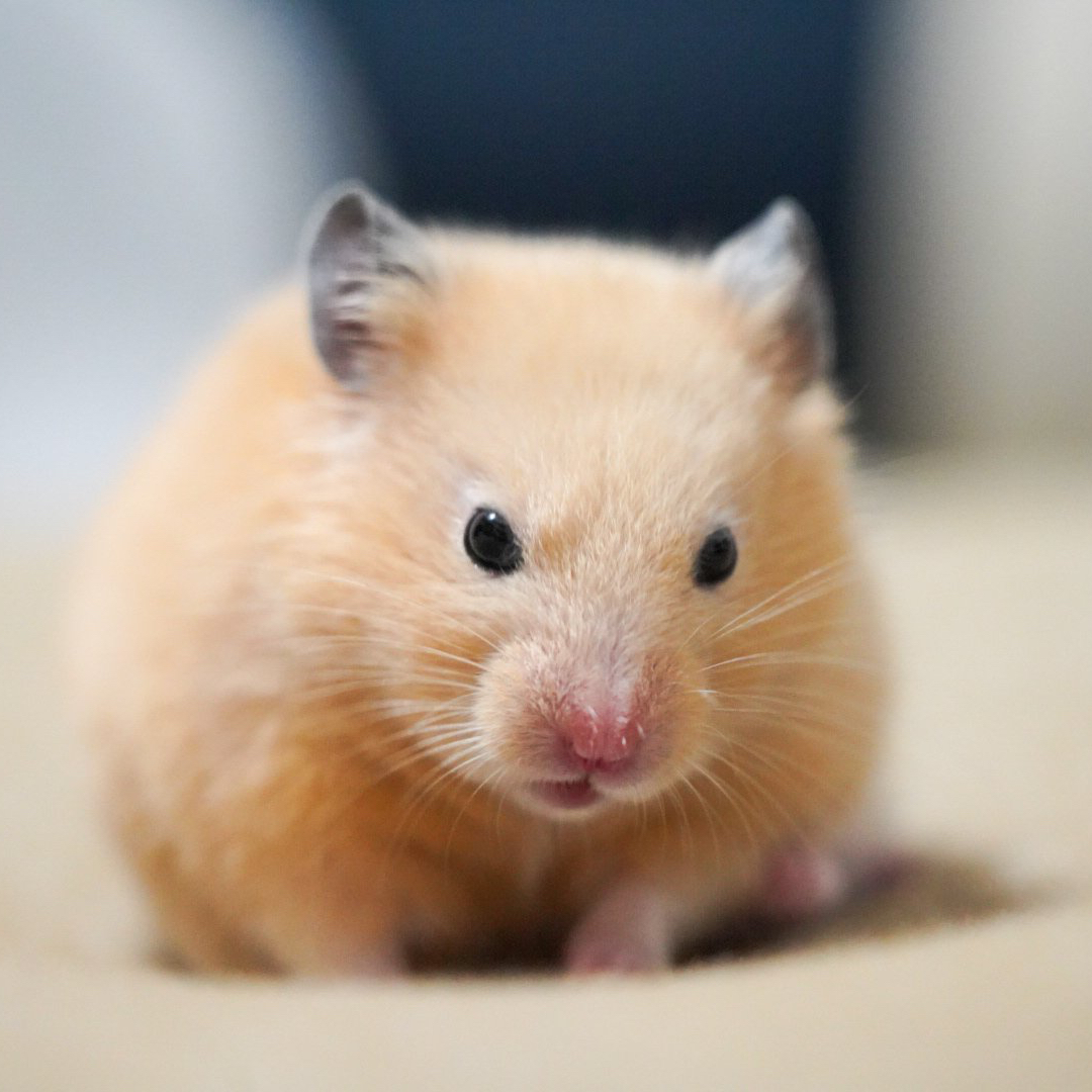Latest photo of HAN (Stray Kids)