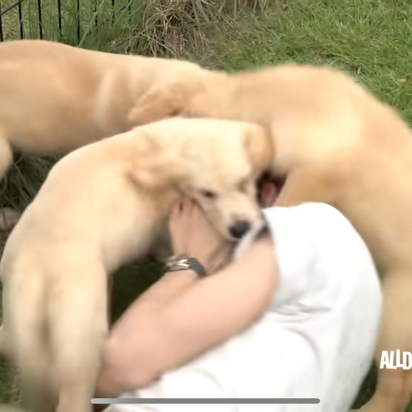 Best moment chosen by WOOCHAN (ALLDAY PROJECT) fandom