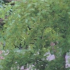 Behind-the-scenes cut of Dami (DREAMCATCHER)