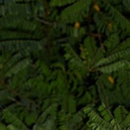 Latest photo of Hwasa (MAMAMOO)