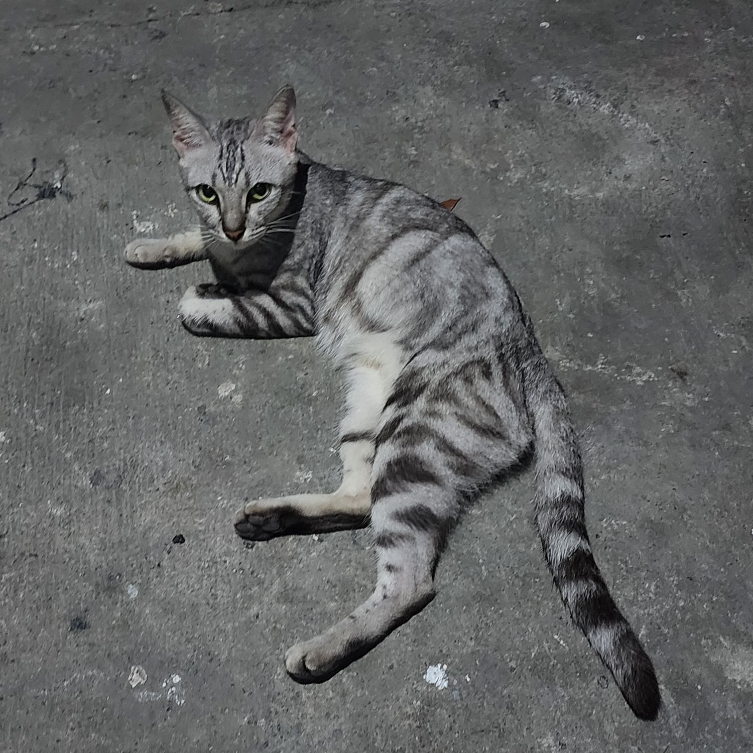 Foto terbaru SEVENTEEN