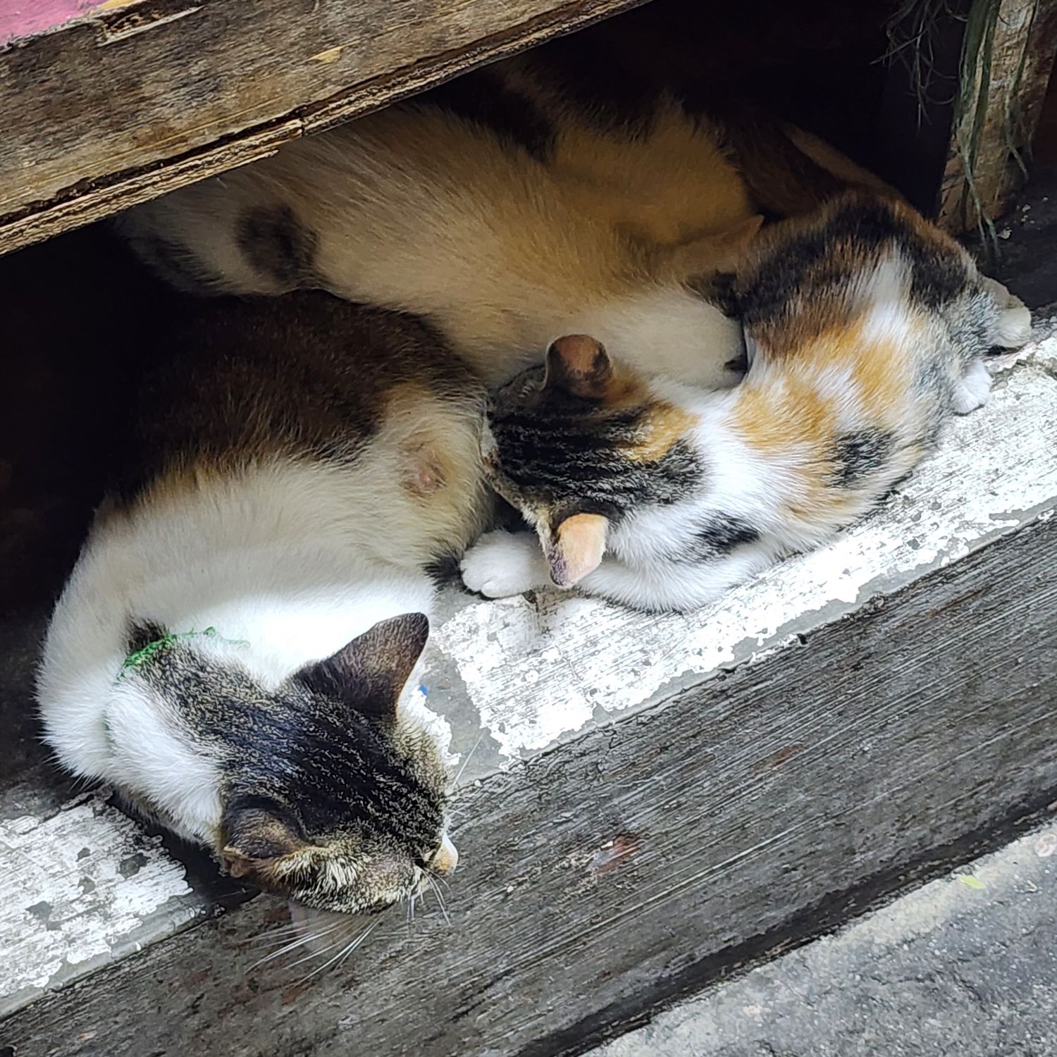 세븐틴의 비하인드 컷