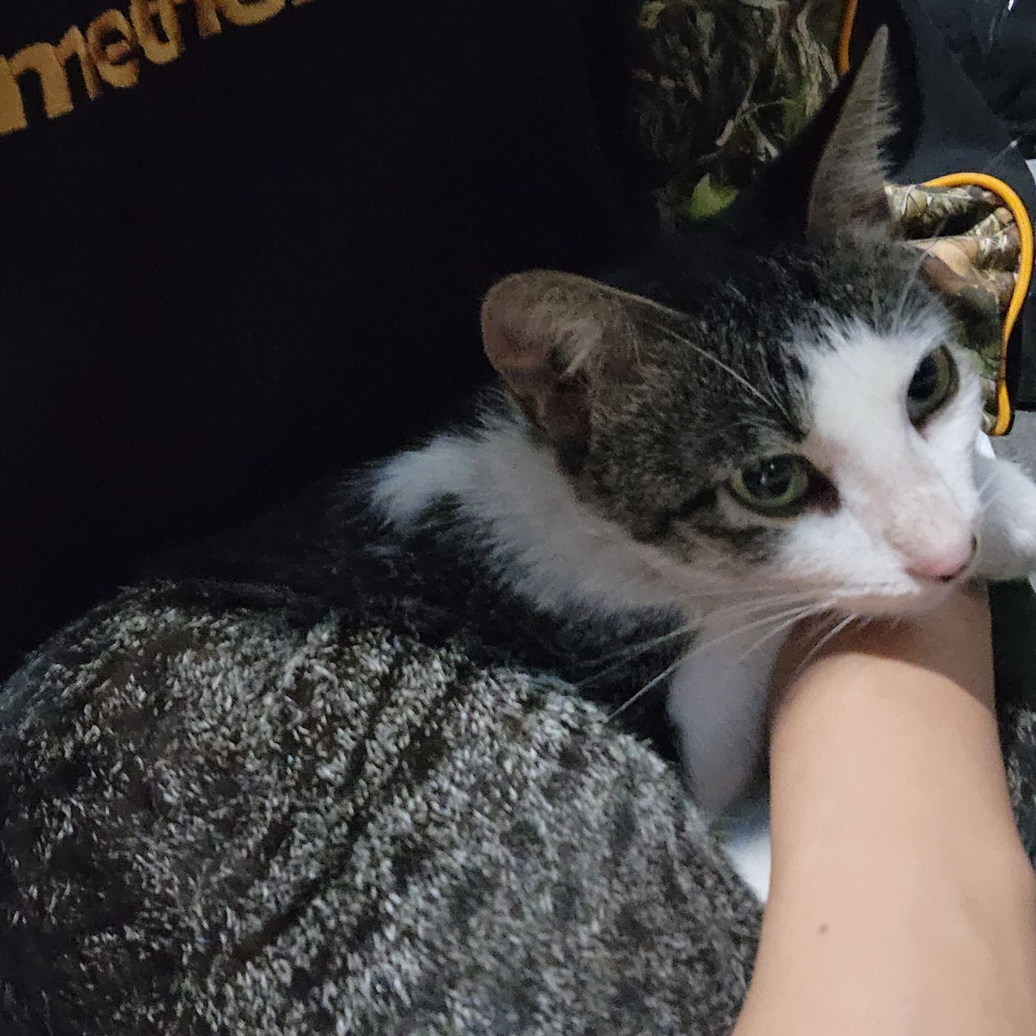 세븐틴 팬이 찍은 순간