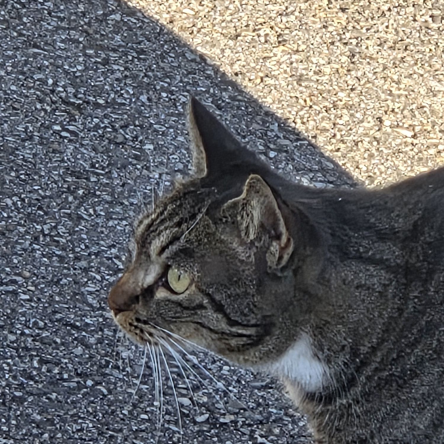 ENHYPEN粉絲拍下的瞬間