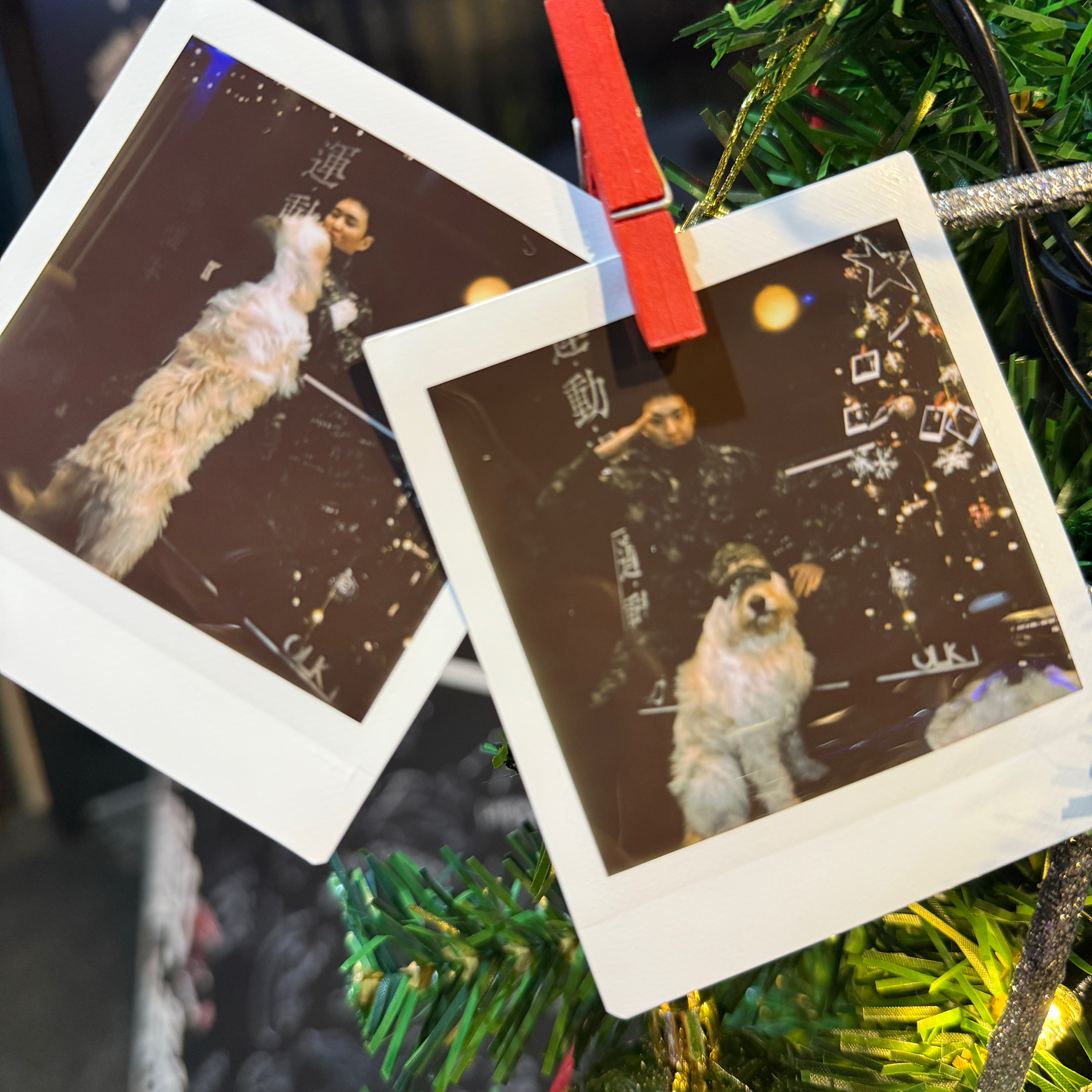 Recent activity shot of Hoshi (SEVENTEEN)