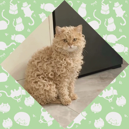 Mayuka (NiziU)粉絲拍下的瞬間