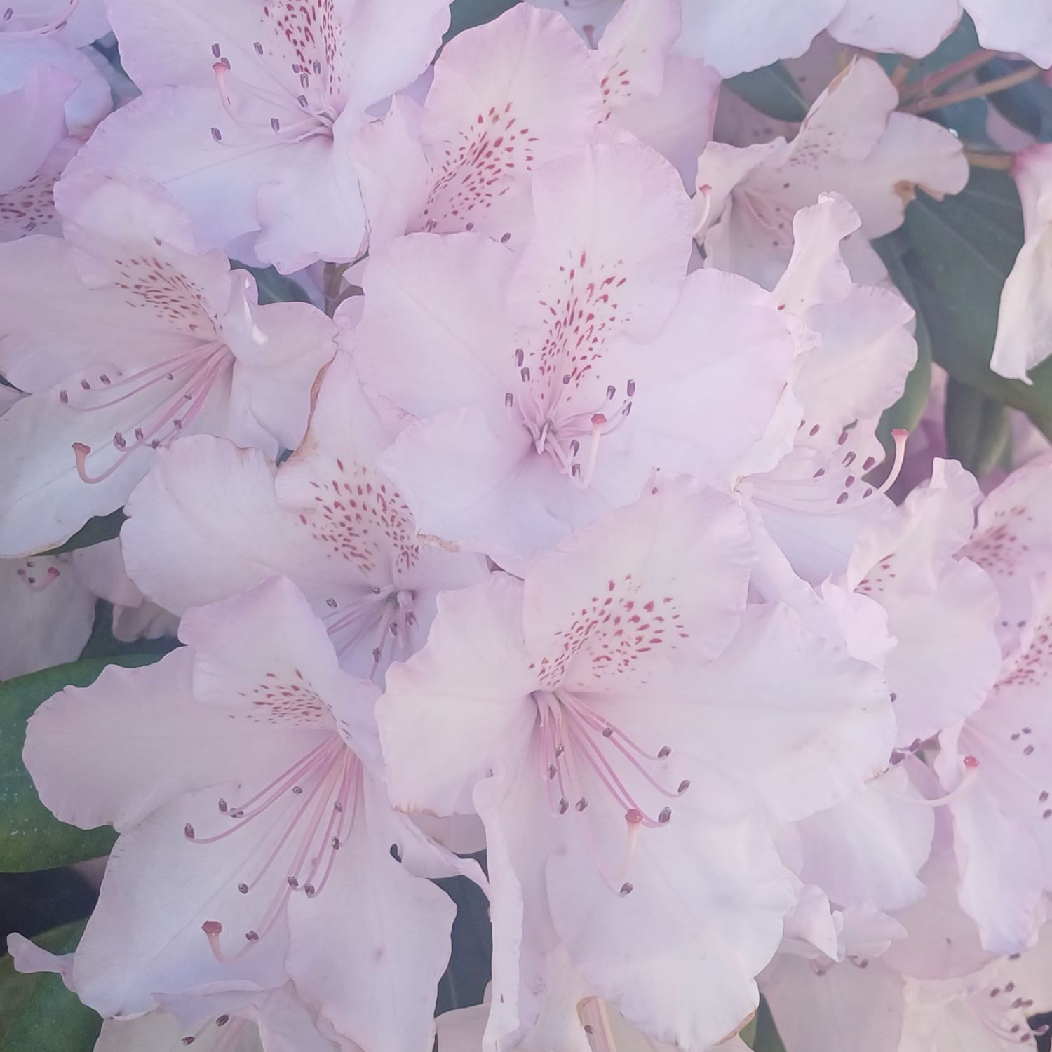 Lisa (BLACKPINK)的最新活動照片