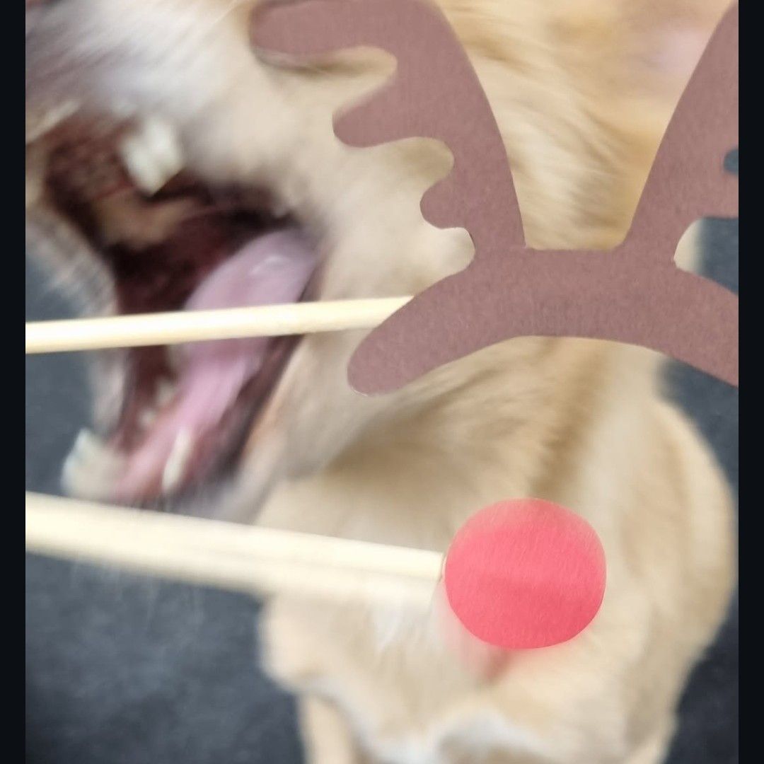 쯔위 (TWICE)의 최신 사진