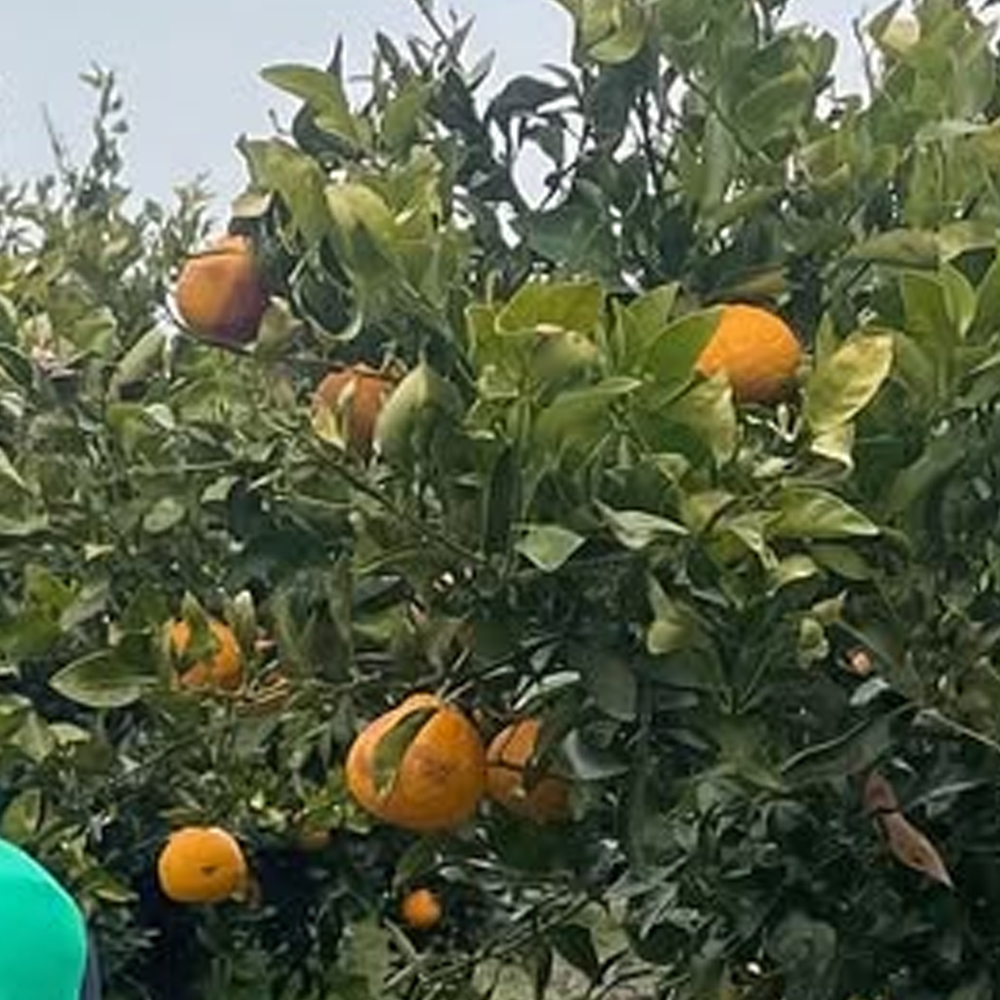 夏瑟 (ARTMS)的最新活动照片