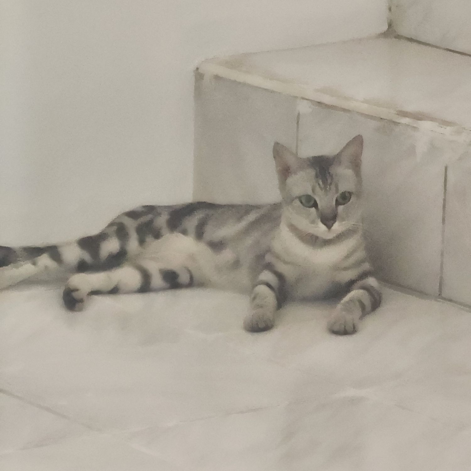 A moment captured by SEVENTEEN's fan