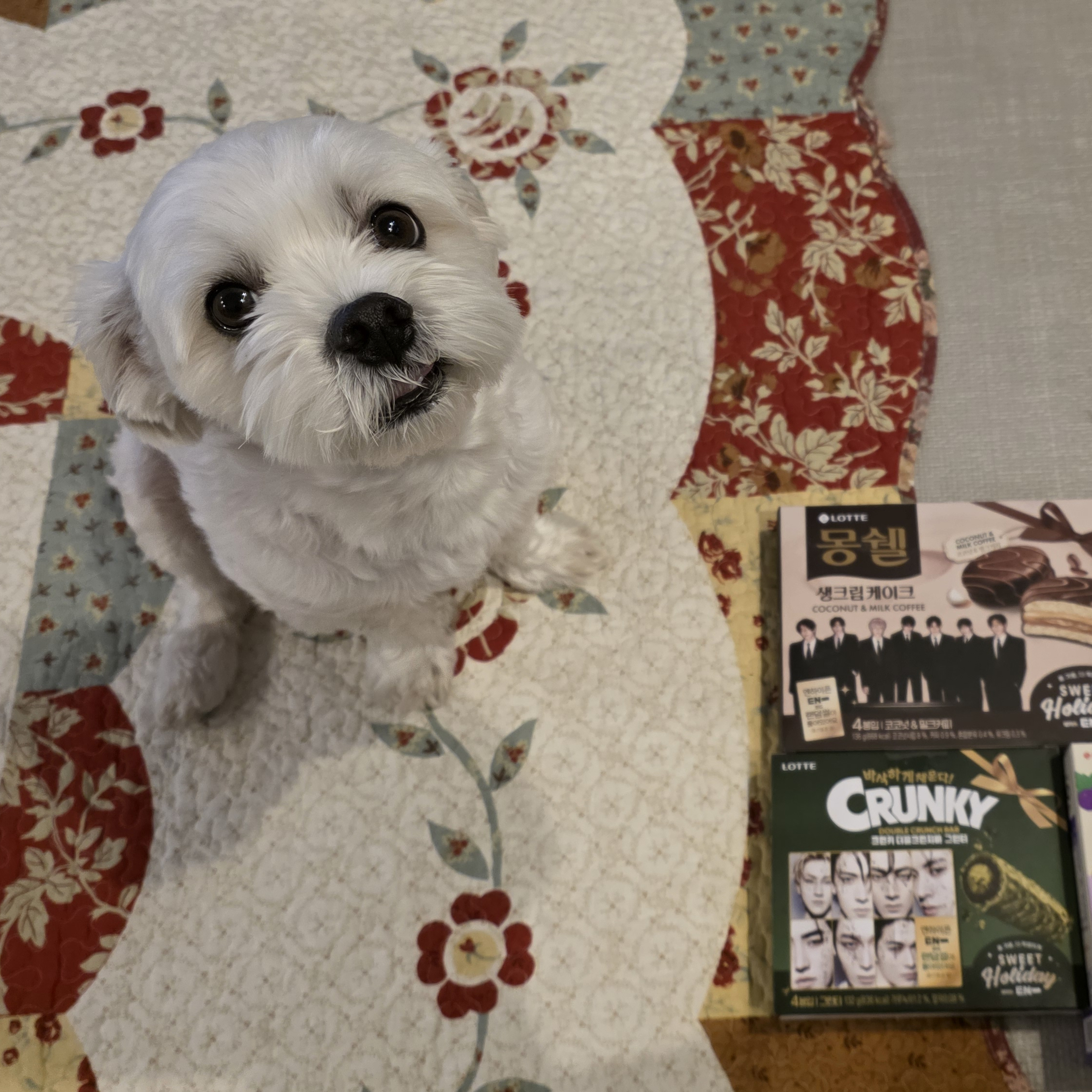 ENHYPENファンが撮った瞬間