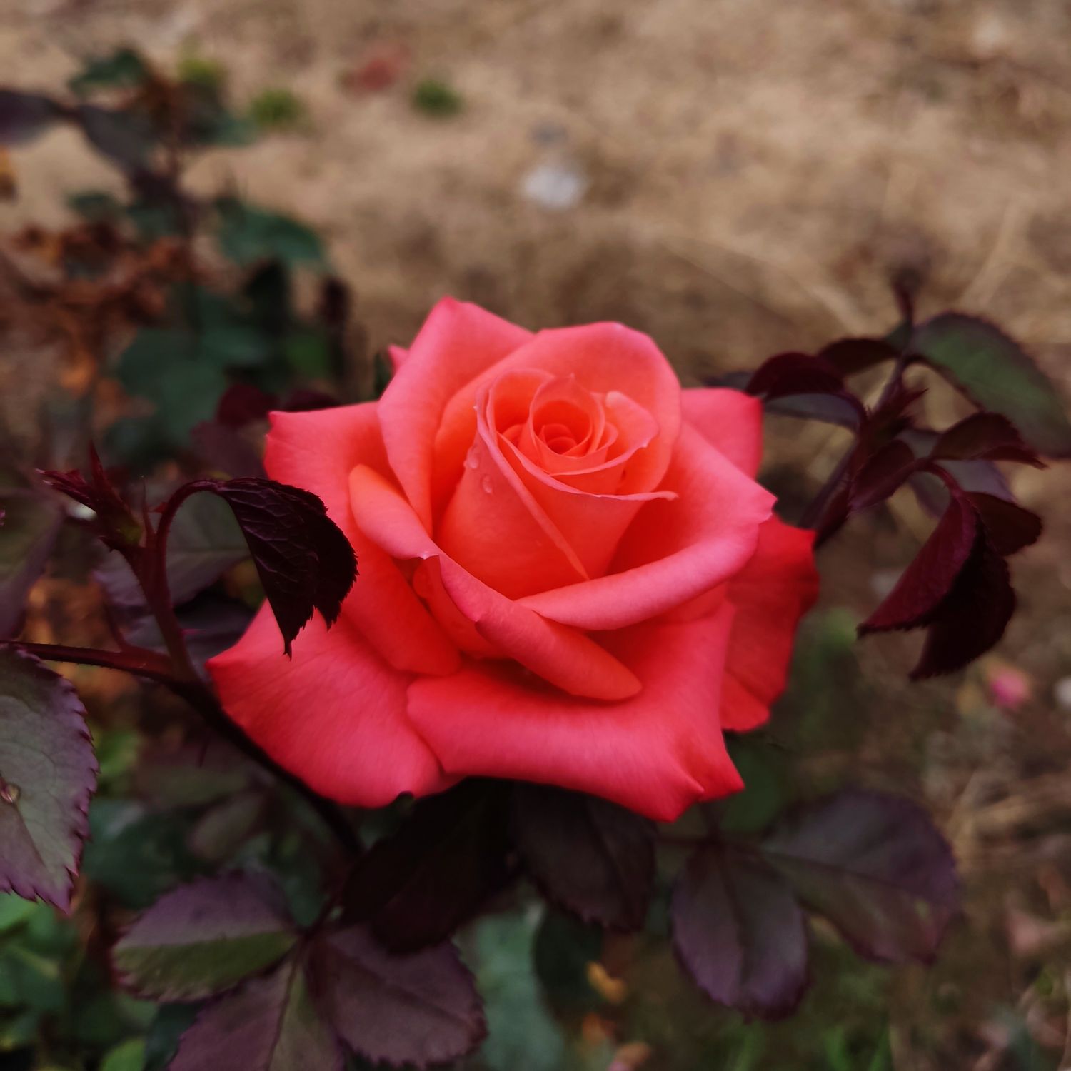 Foto aktivitas terbaru EXO