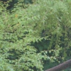 다미 (드림캐쳐)의 최신 사진