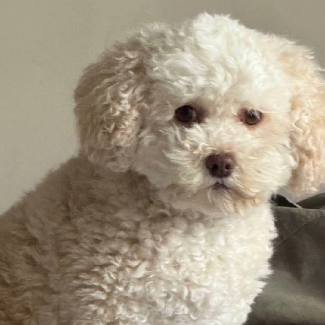 Latest photo of HANNI (NewJeans)