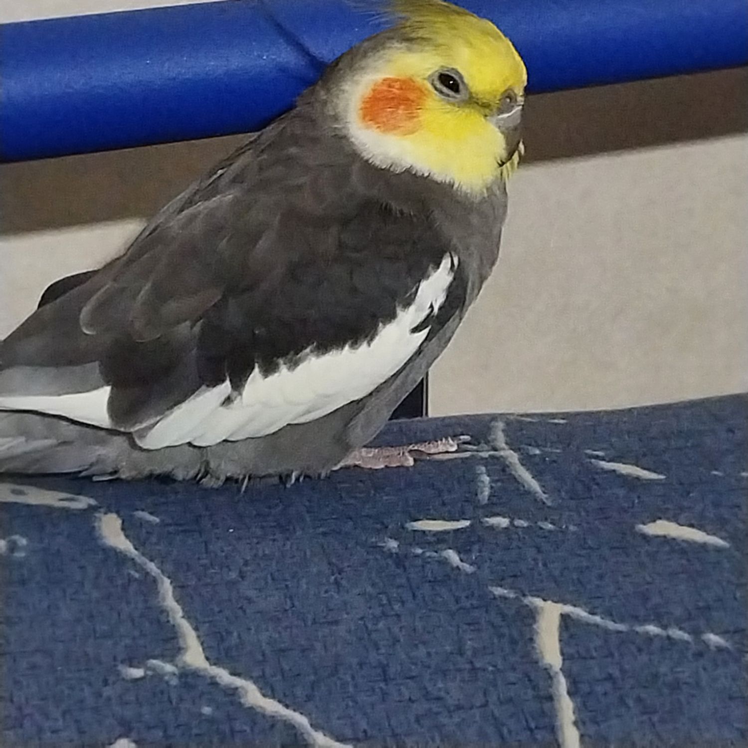 D.O. (EXO)的最新活動照片