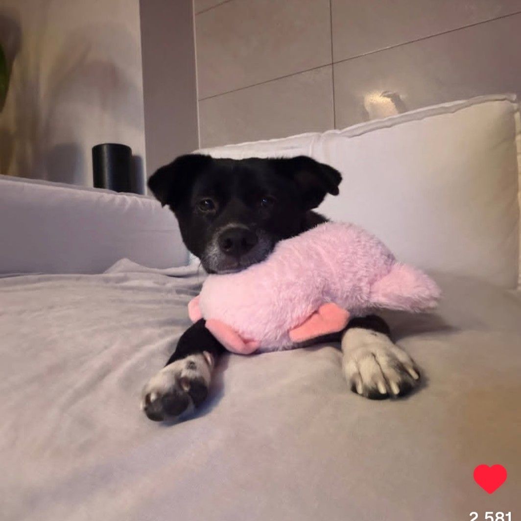 定延 (TWICE)的最新活动照片