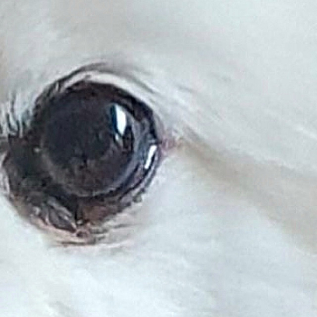 Recent activity shot of Ravn
