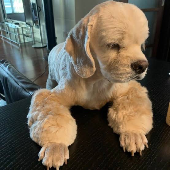 제니 (BLACKPINK)의 최신 사진