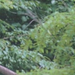 다미 (드림캐쳐) 팬이 찍은 순간