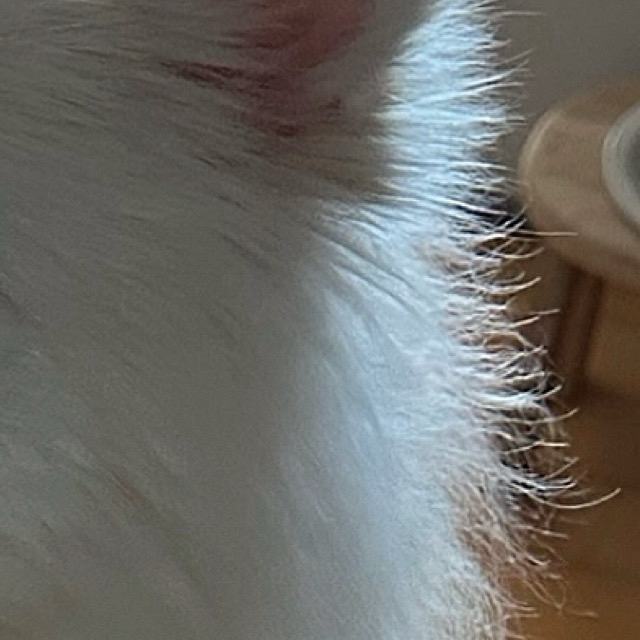 Latest photo of Ravn