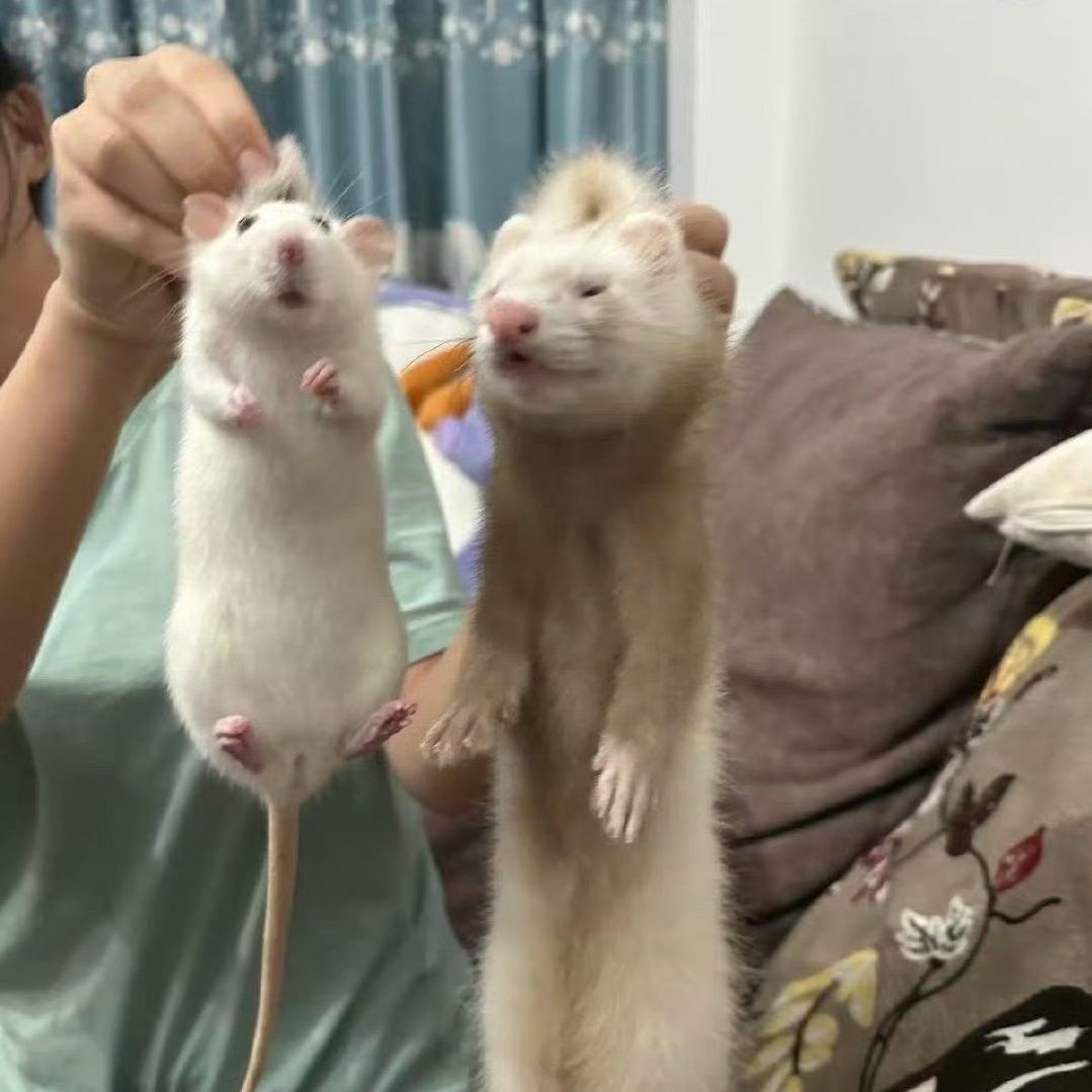 Stray Kids粉絲拍下的瞬間