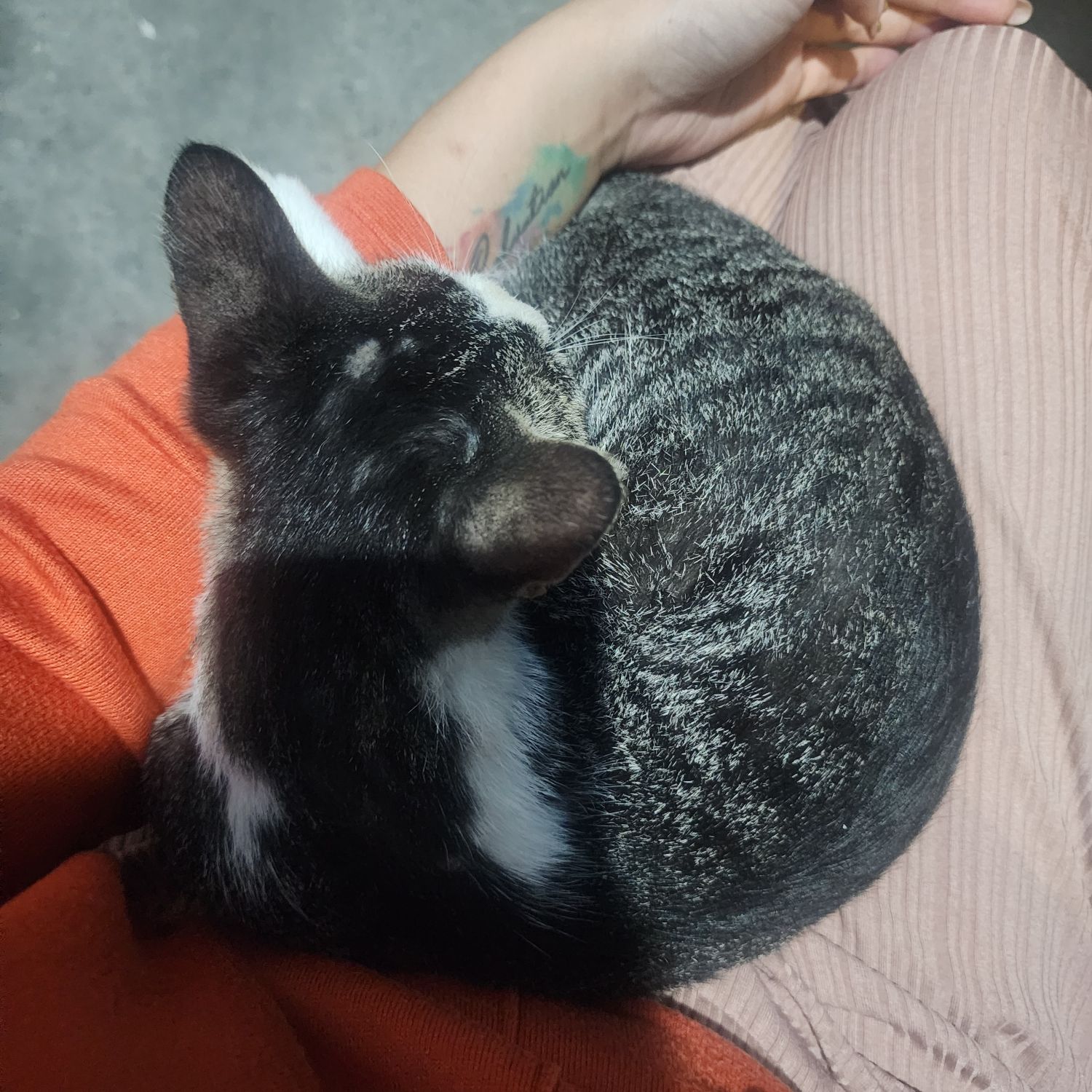 세븐틴 팬이 찍은 순간