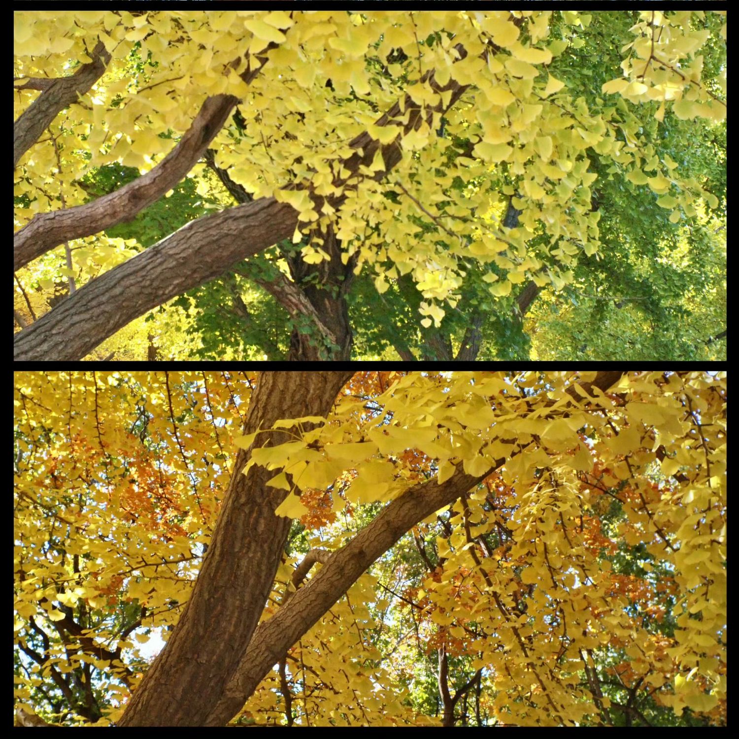 D.O. (EXO)粉絲拍下的瞬間