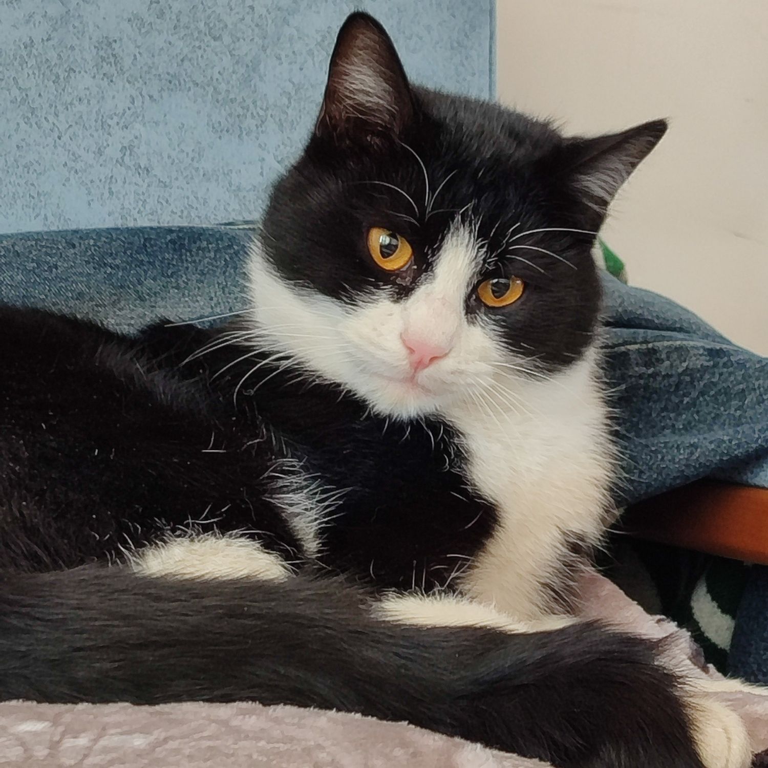 燦烈 (EXO)的最新活動照片