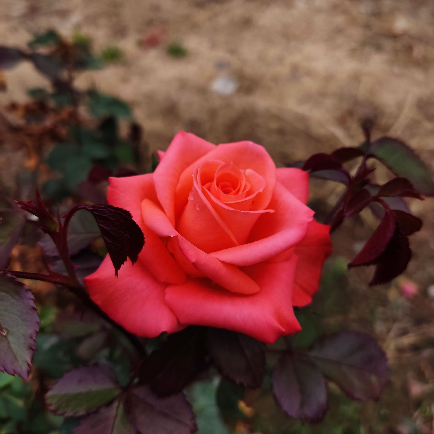 EXO 최근 활동샷