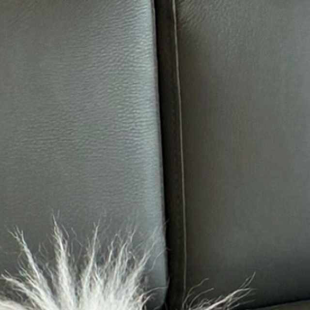 Latest photo of Ravn