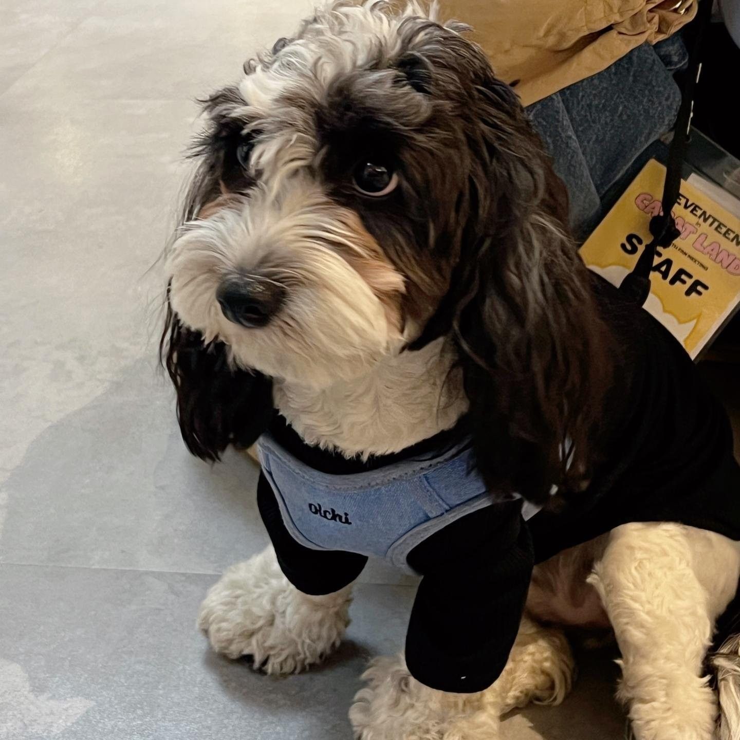 세븐틴의 비하인드 컷