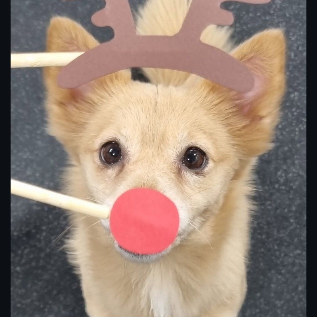 쯔위 (TWICE)의 최신 사진