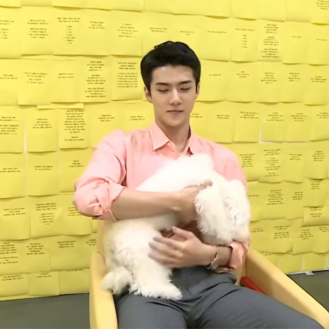 세훈 (EXO) 최근 활동샷