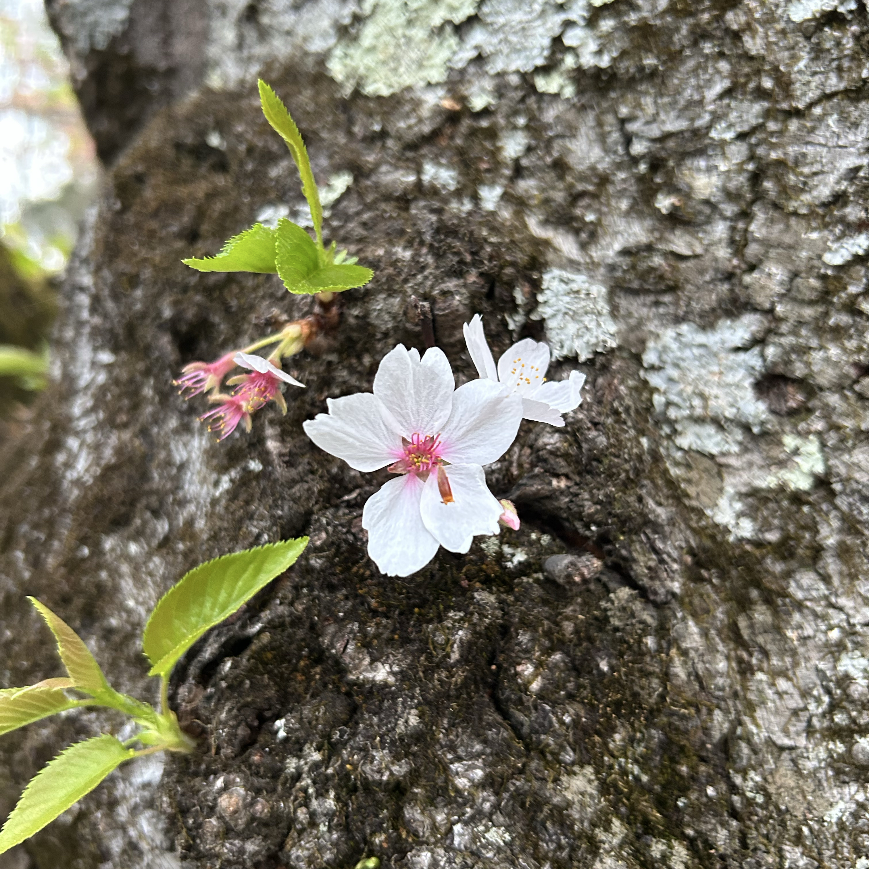 아이유의 비하인드 컷