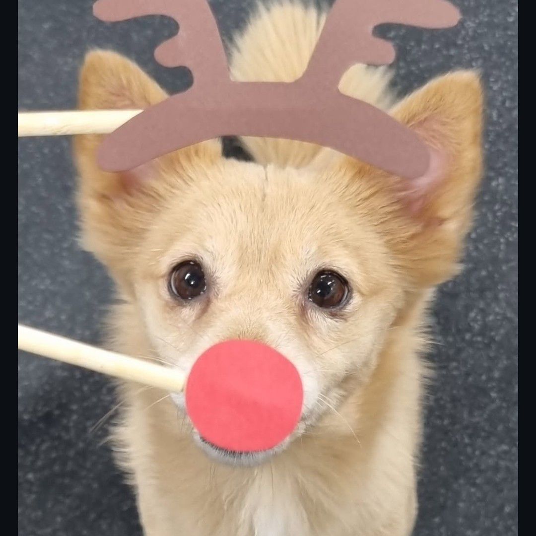 子瑜 (TWICE)的最新照片