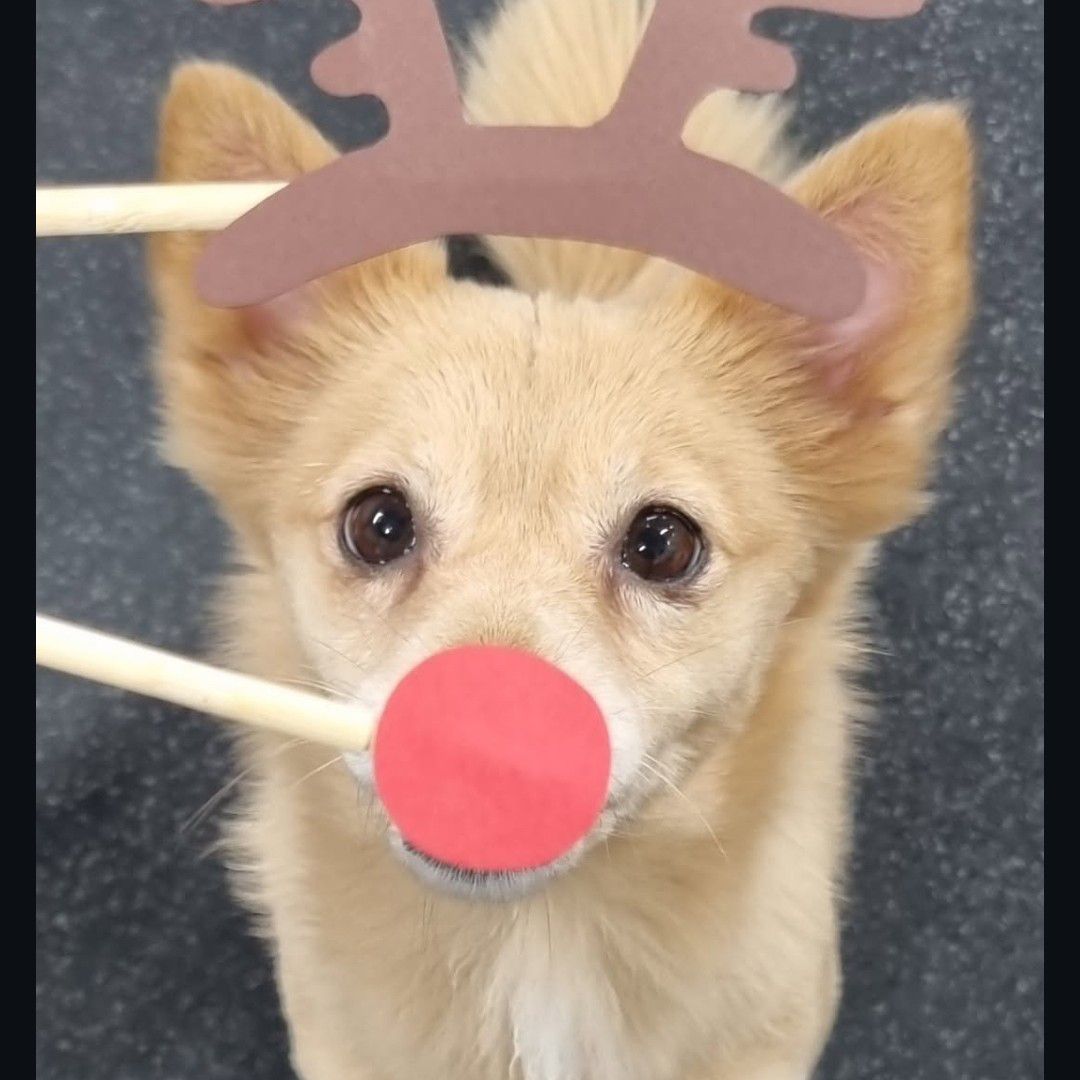 쯔위 (TWICE)의 최신 사진