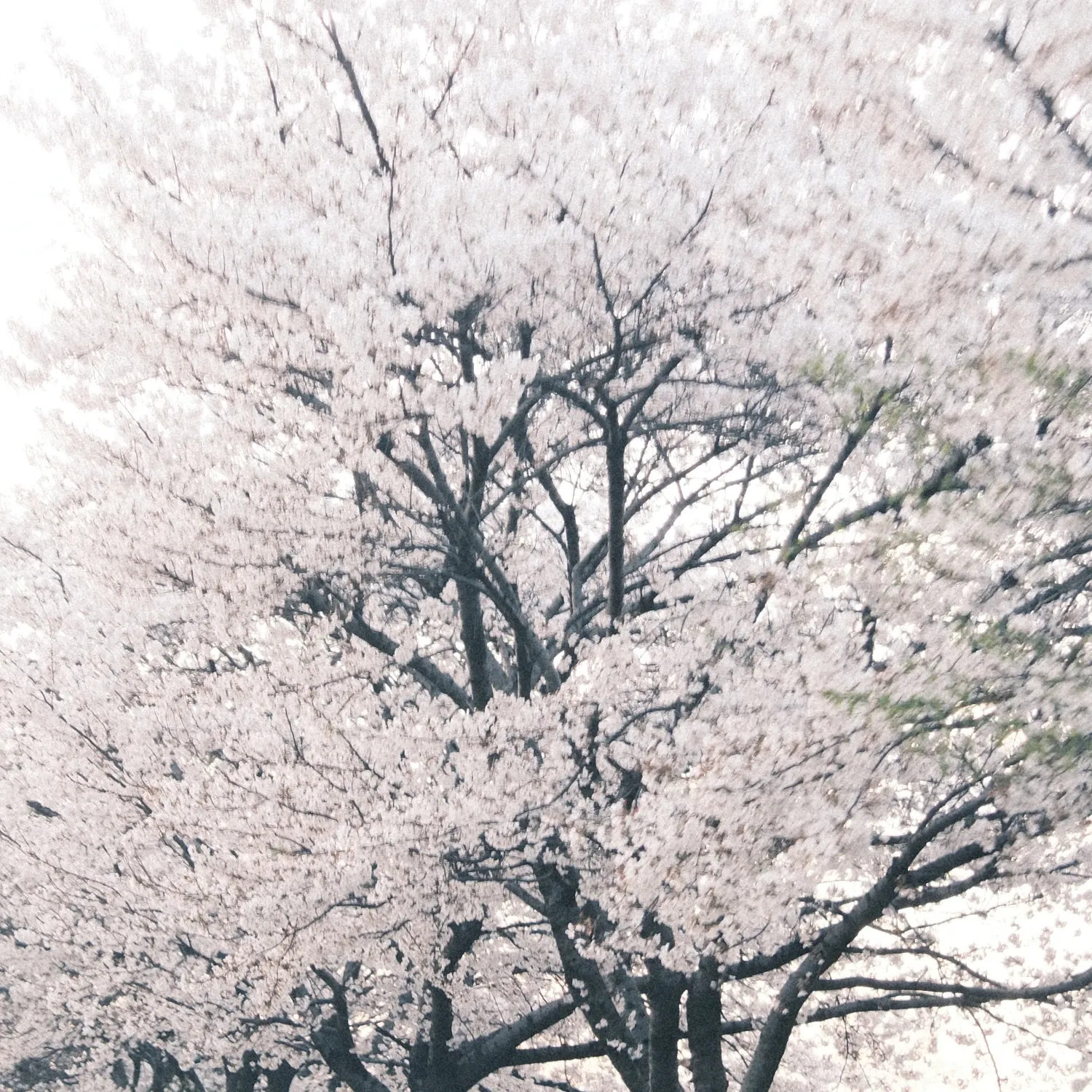 Behind-the-scenes cut of Jinjin (ASTRO)