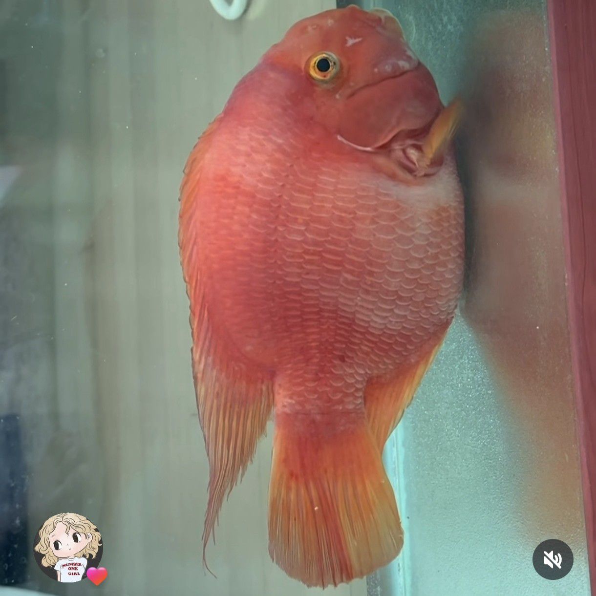 BLACKPINK 팬이 찍은 순간