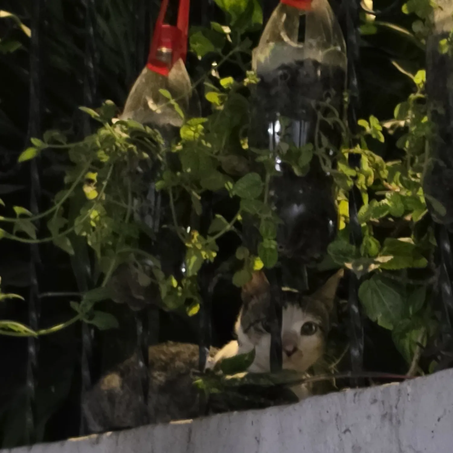 세븐틴의 최신 사진