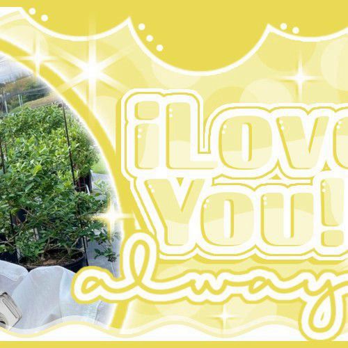 샤나 (라필루스)의 최신 사진