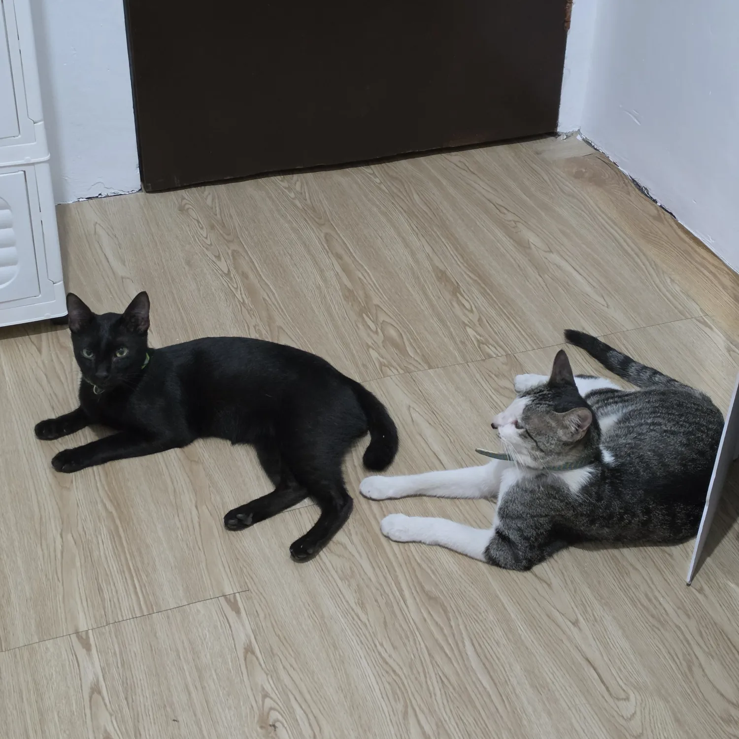 A moment captured by SEVENTEEN's fan