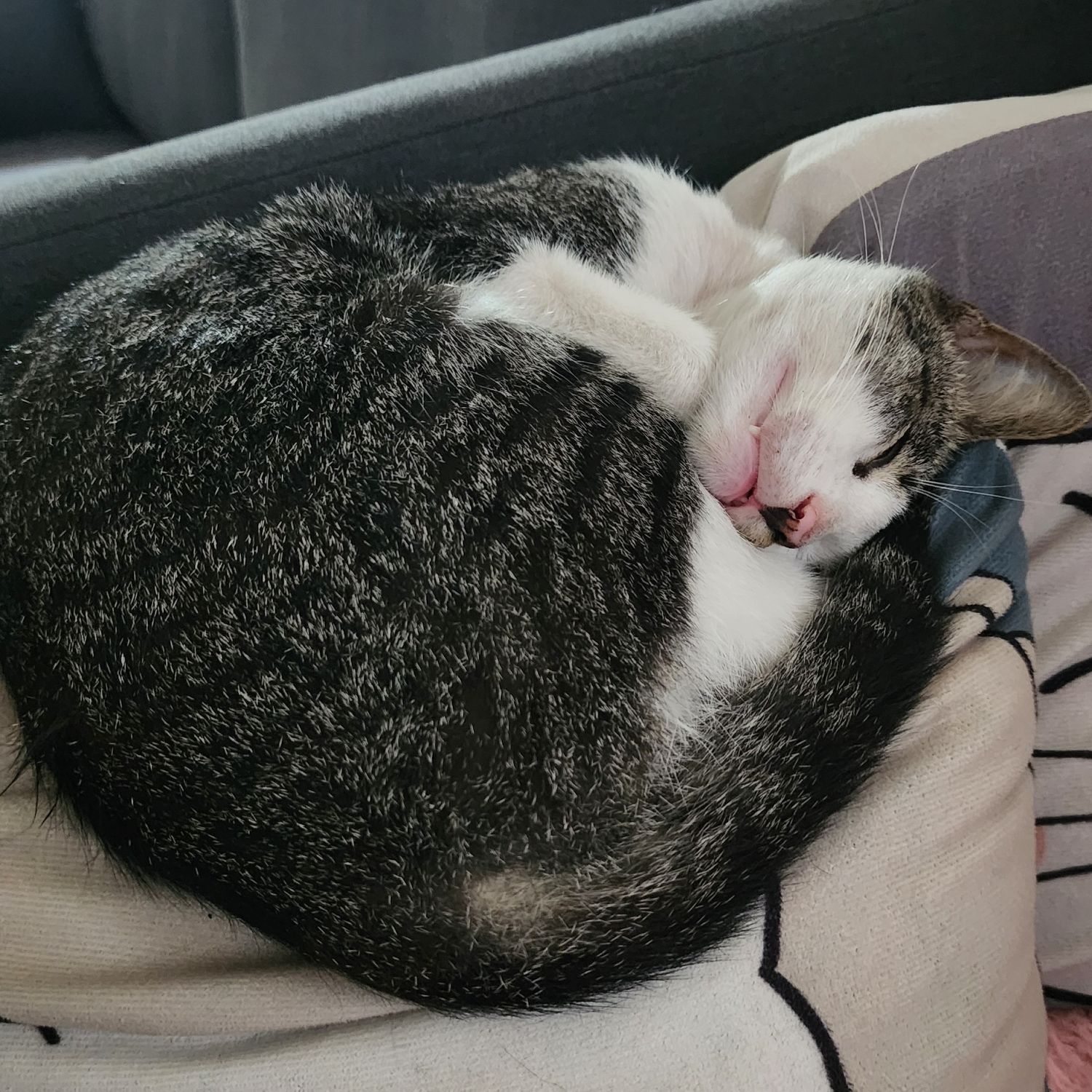 SEVENTEENの最近の活動写真